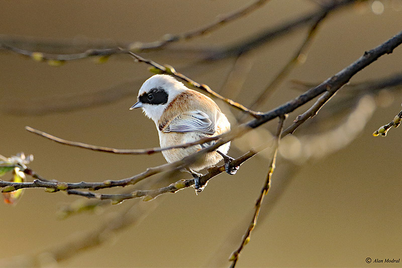 Penduline Tit by Alan Modral