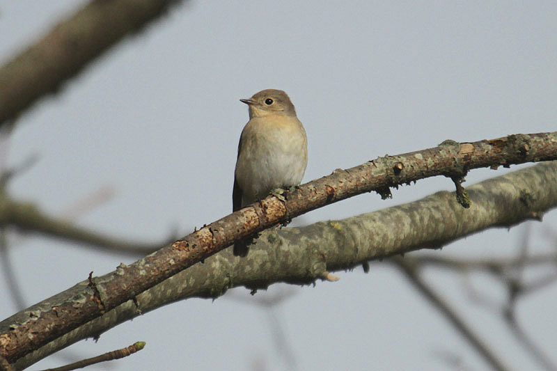 Red-breasted Flycatcher by Mick Dryden