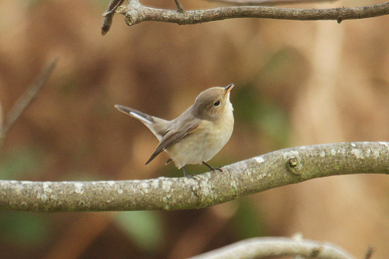 Red-breasted Flycatcher by Mick Dryden