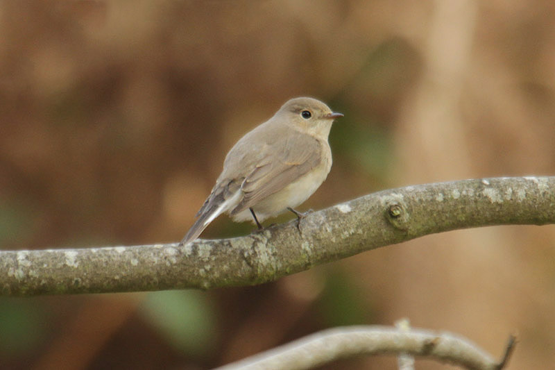 Red-breasted Flycatcher by Mick Dryden