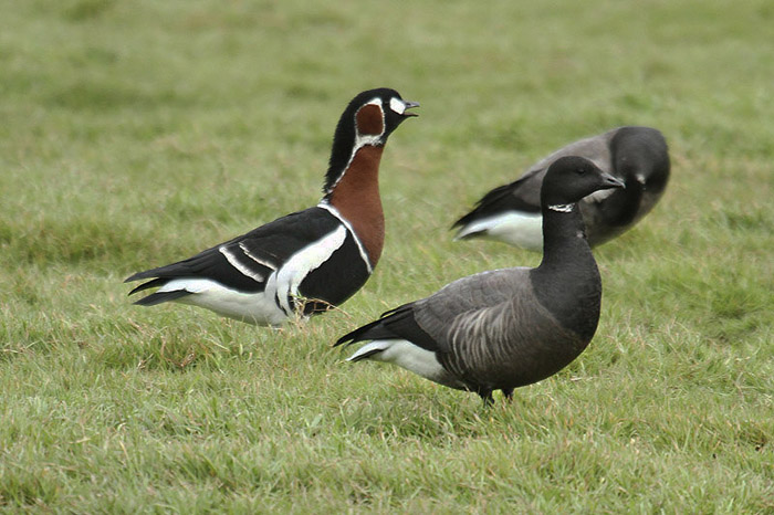 Red-breasted Goose by Mick Dryden