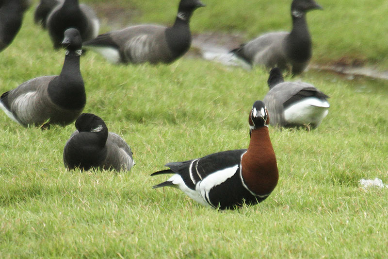 Red-breasted Goose by Mick Dryden