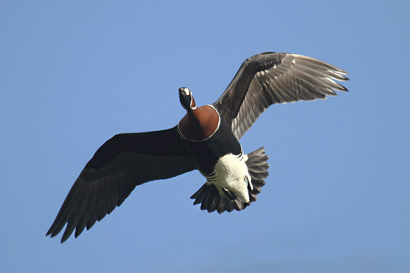 Red-breasted Goose by Mick Dryden