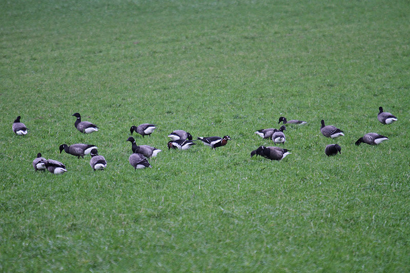 Red-breasted Geese by Mick Dryden