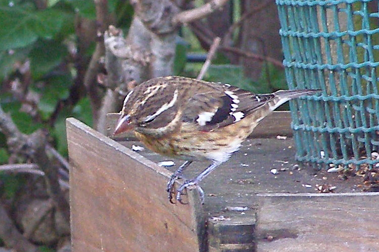 Rose-breasted Grosbeak by Paul Lister