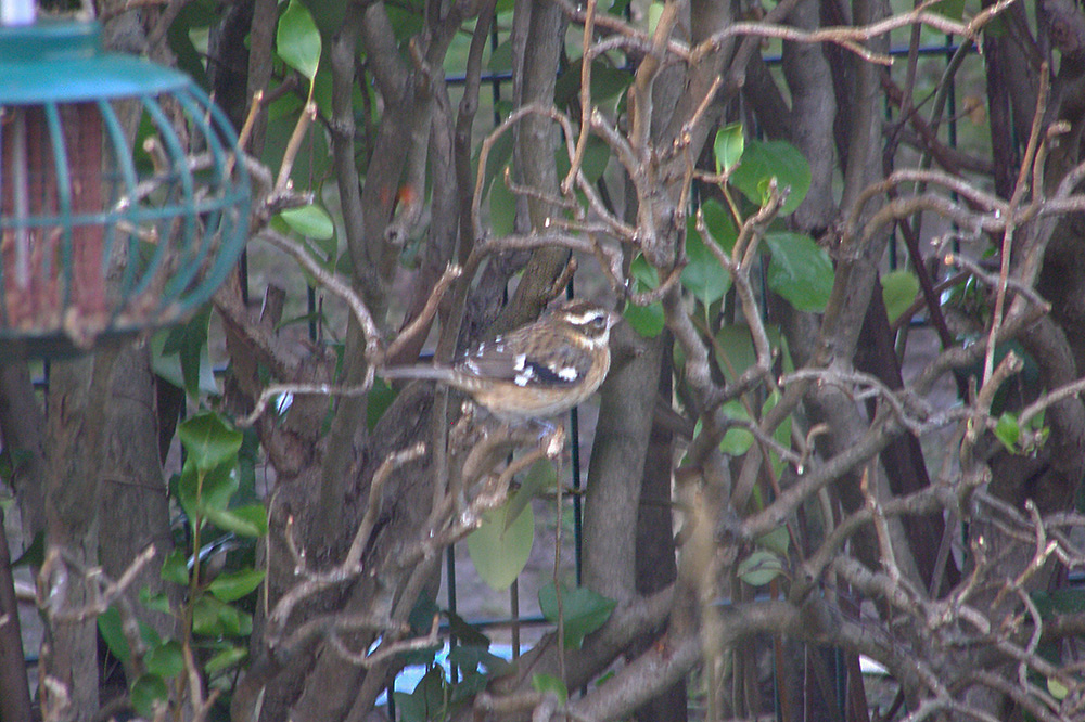 Rose-breasted Grosbeak by Paul Lister