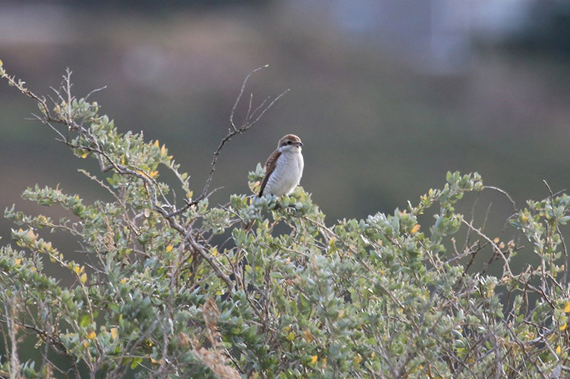 Red-backed Shrike by Tony Paintin