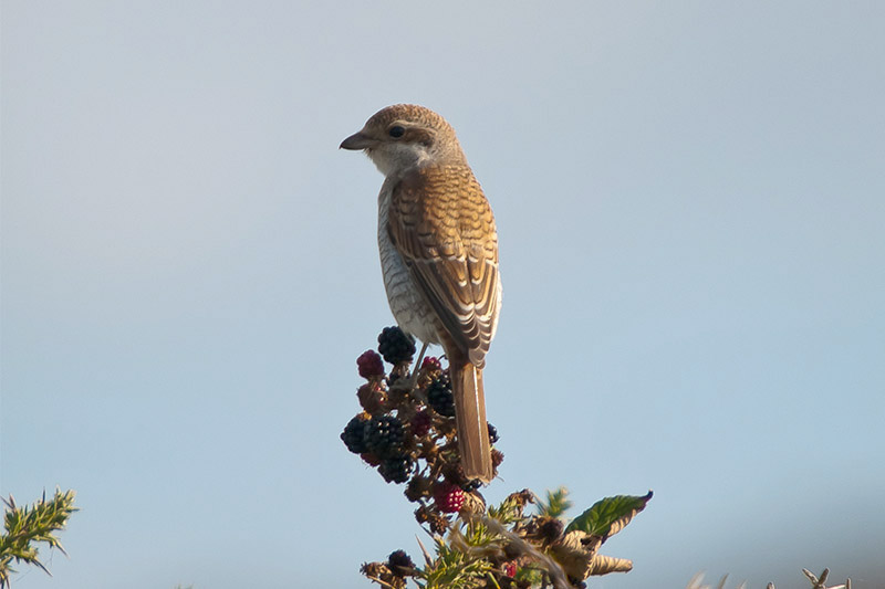 Red-backed Shrike by Romano da Costa