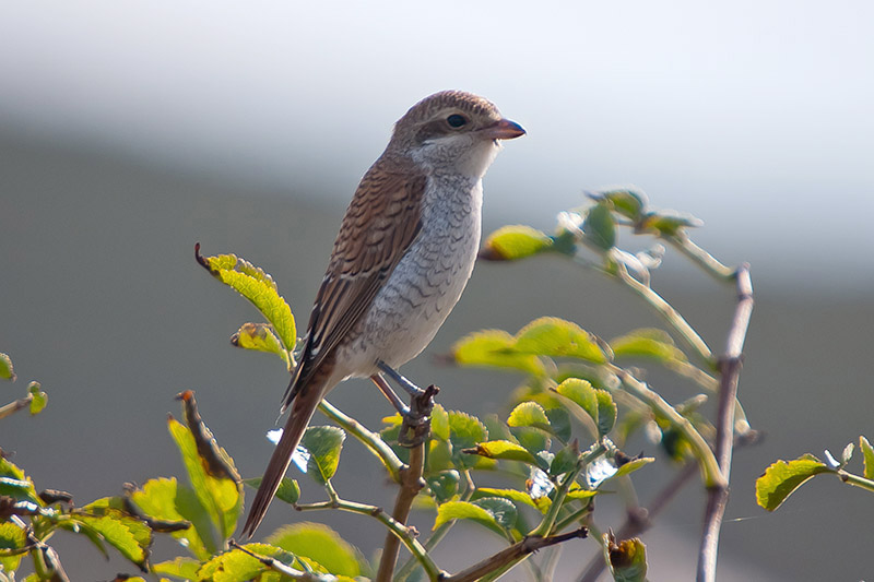 Red-backed Shrike by Romano da Costa