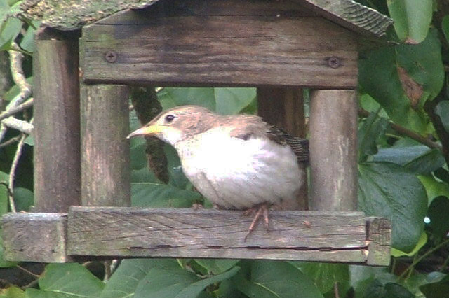 Rose-coloured Starling by Geoff Hill