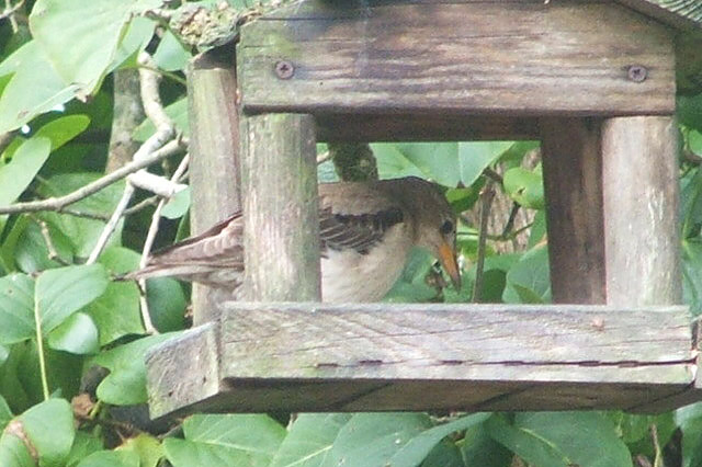 Rose-coloured Starling by Geoff Hill