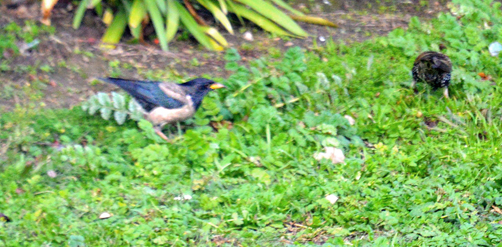 Rose-coloured Starling by Ingrid Bihet