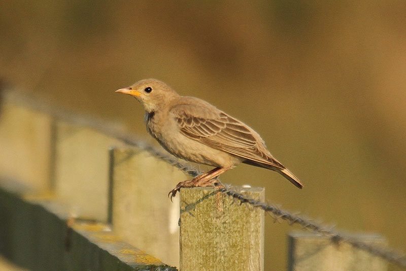 Rose-coloured Starling by Mick Dryden