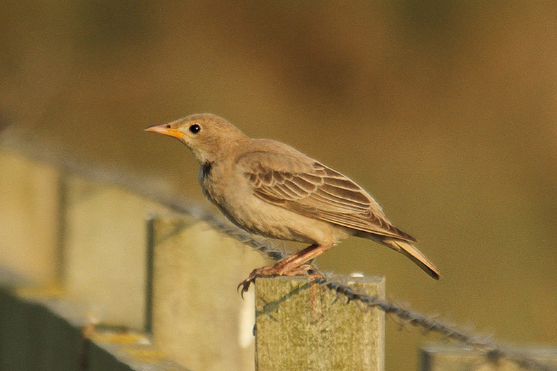 Rose-coloured Starling by Mick Dryden