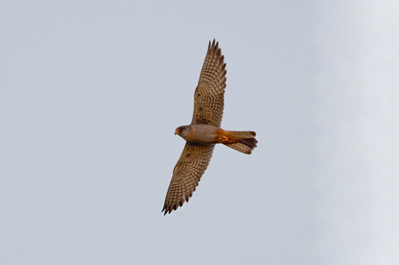 Red-footed Falcon by Romano da Costa