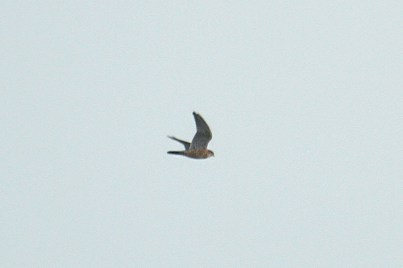 Red-footed Falcon by Mick Dryden