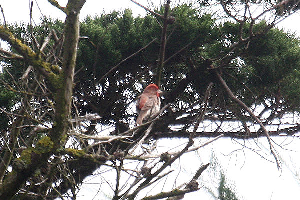 Common Rosefinch by Mick Dryden