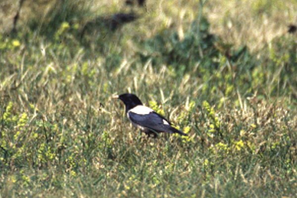 Rose coloured Starling by Mick Dryden
