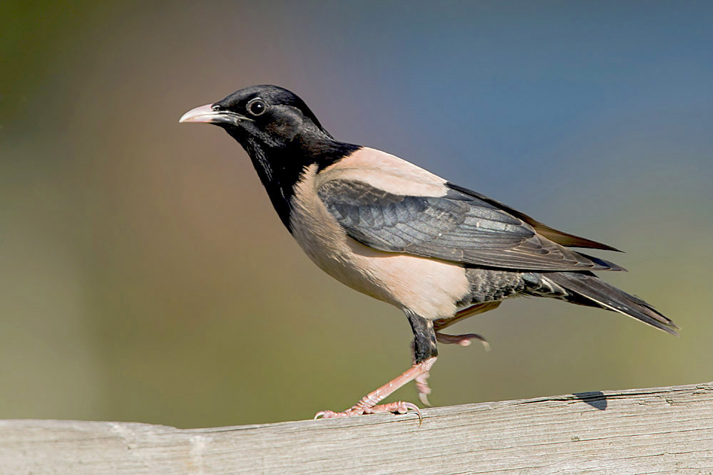 Rose coloured Starling by Romano da Costa