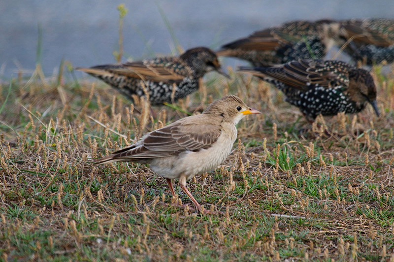 Rose-coloured Starling by Tony Paintin