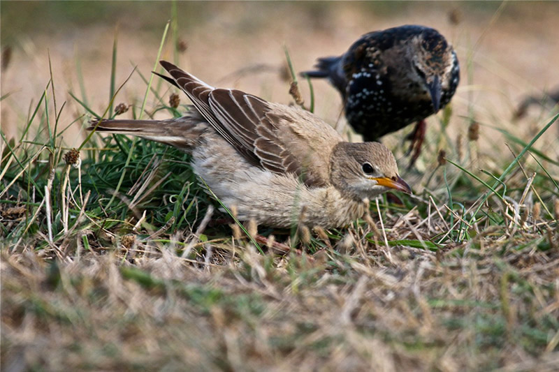 Rose-coloured Starling by Tony Paintin