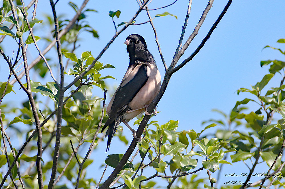 Rose coloured Starling by Alan Modral