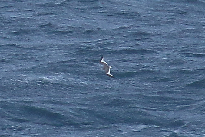 Sabines Gull by Mick Dryden