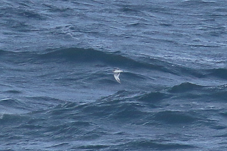 Sabines Gull by Mick Dryden