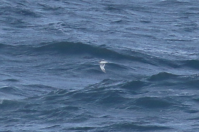 Sabines Gull by Mick Dryden