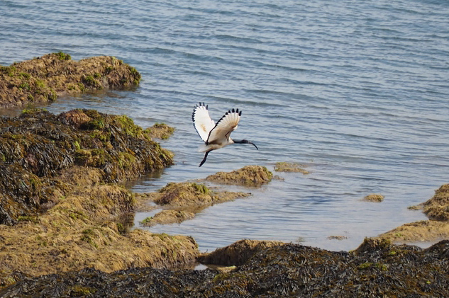 Sacred Ibis by Richard Perchard