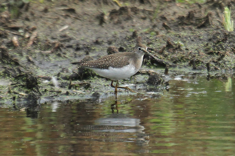 Solitary Sandpiper by Mick Dryden