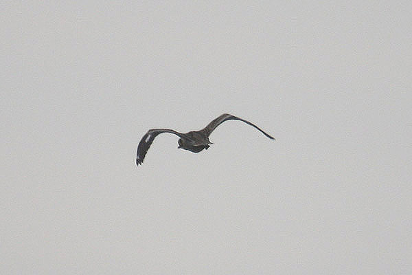 Stone Curlew by Mick Dryden