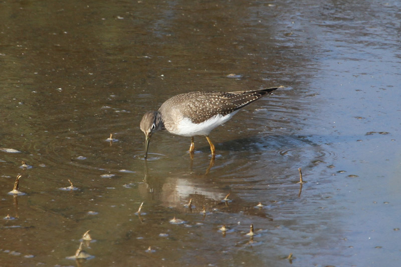 Solitary Sandpiper by Ian Traynor