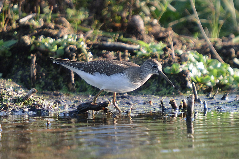 Solitary Sandpiper by Romano da Costa