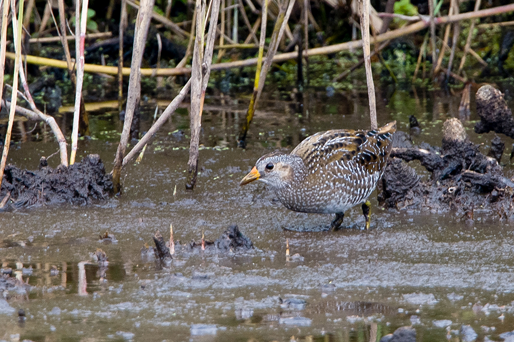 Spotted Crake by Romano da Costa