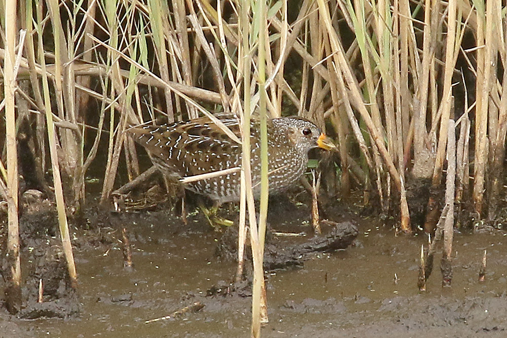 Spotted Crake by Mick Dryden