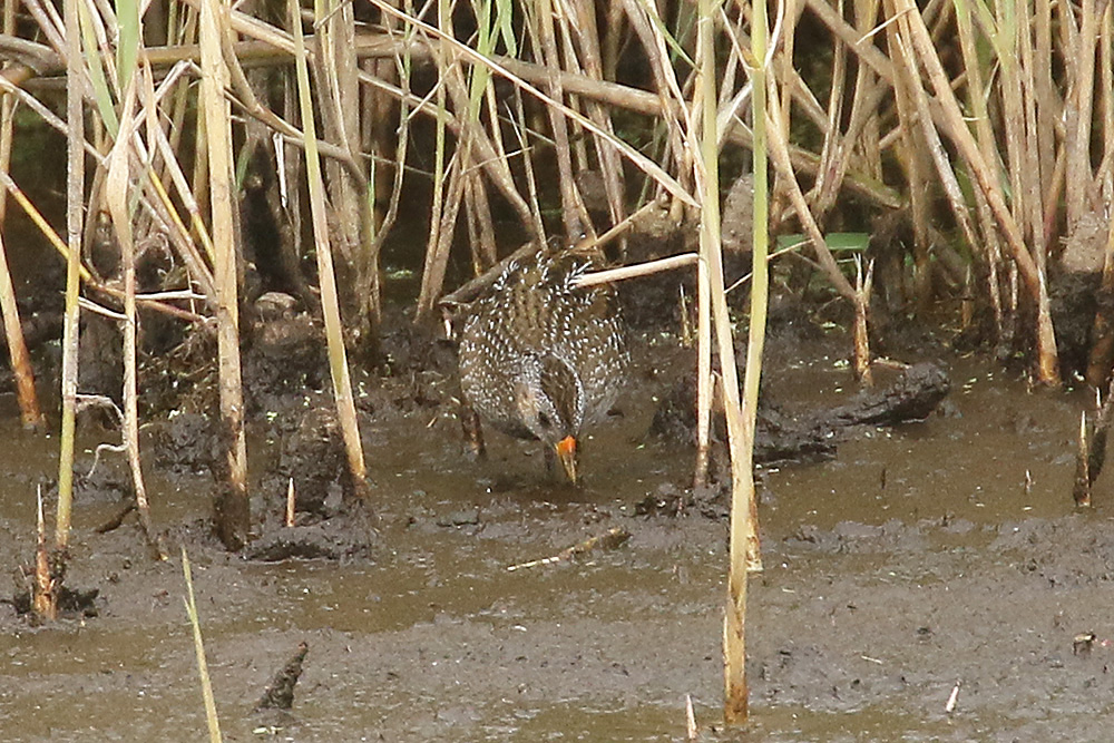 Spotted Crake by Mick Dryden