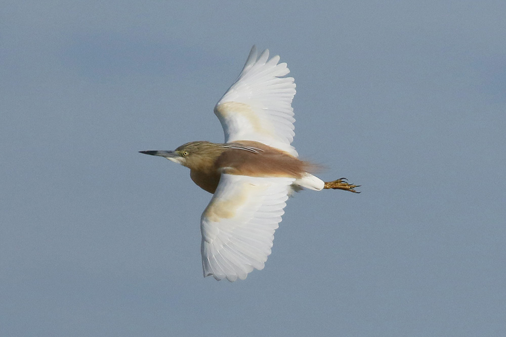 Squacco Heron by Mick Dryden