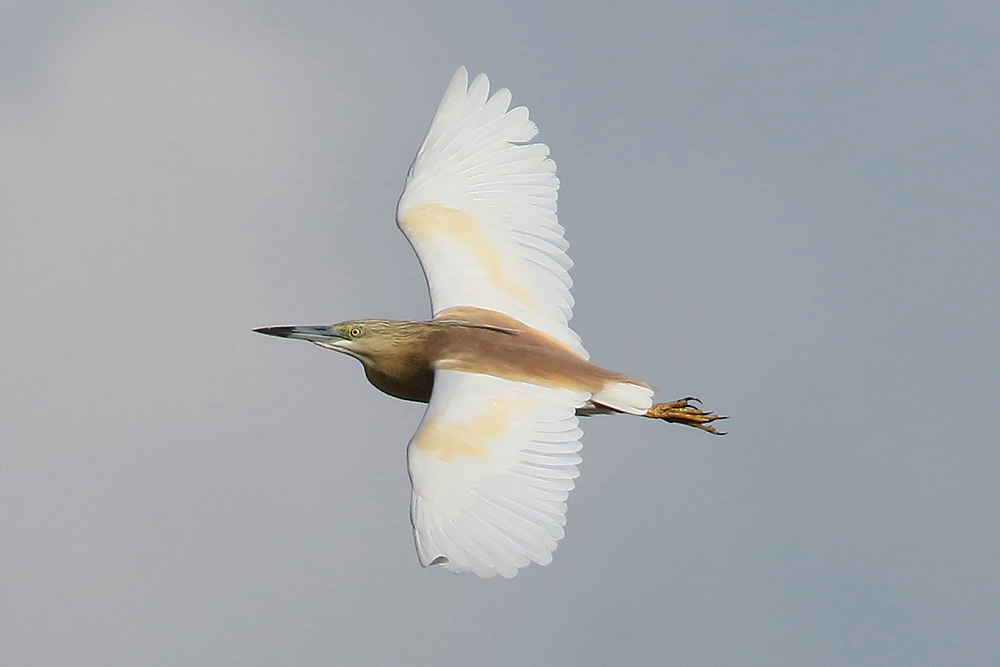 Squacco Heron by Mick Dryden