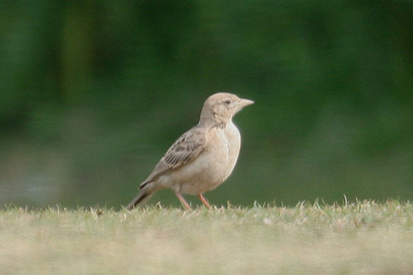 Short-toed Lark by Mick Dryden