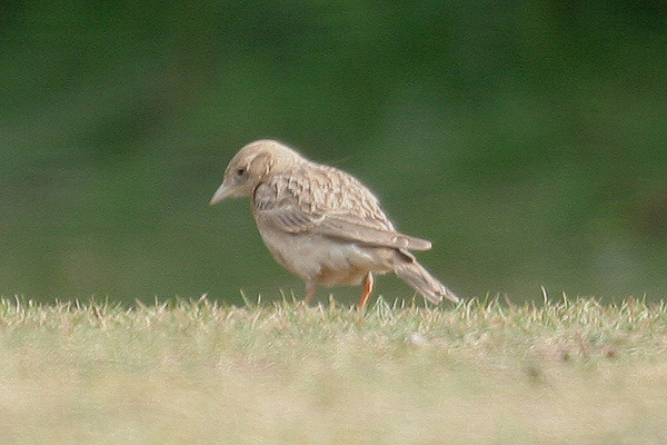 Short-toed Lark by Mick Dryden