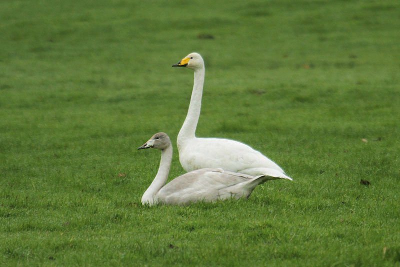 Whooper Swans by Mick Dryden