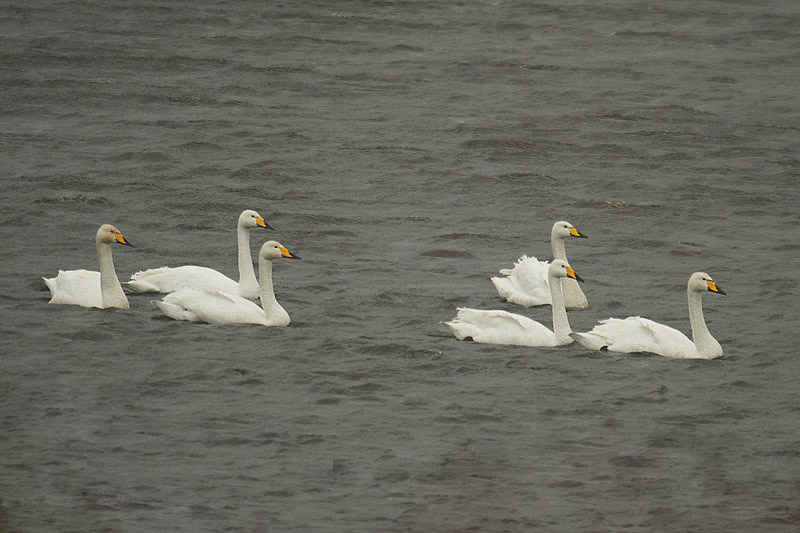 Whooper Swans by Mick Dryden