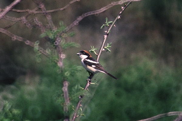 Woodchat Shrike by Mick Dryden