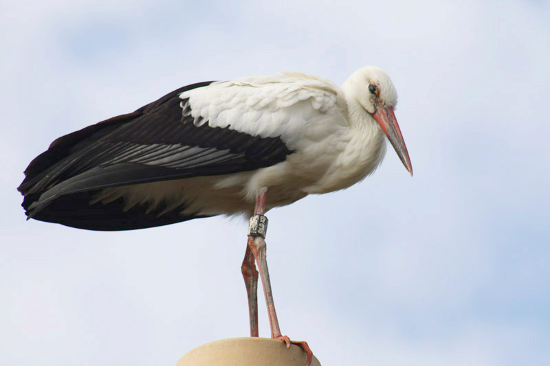 White Stork by Dave Minchington