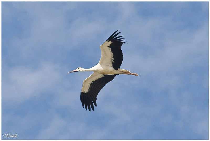 White Stork by Michael Rothon