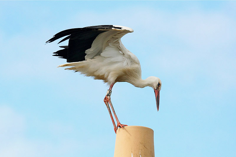 White Stork by Tony Paintin