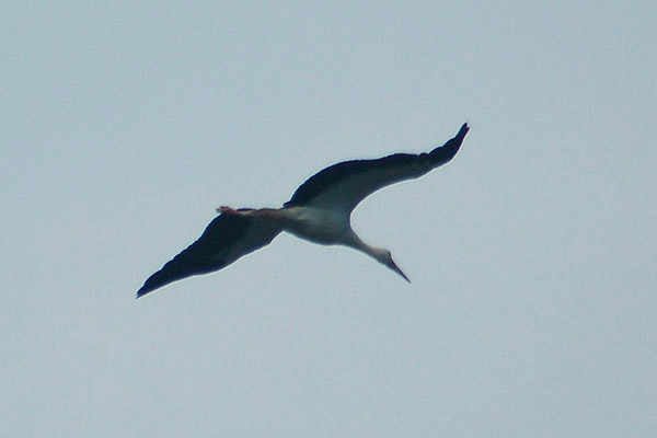 White Stork by Guy Wilkerson