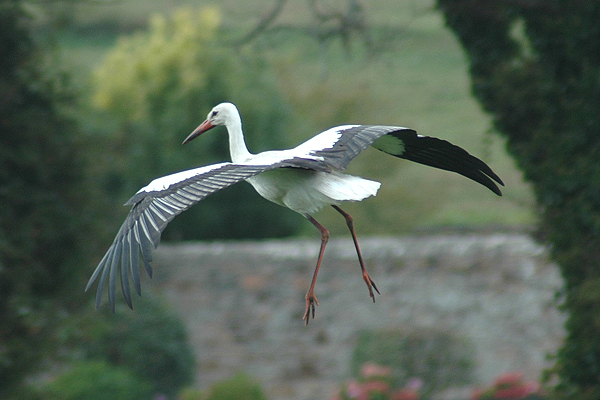 White Stork by Romano da Costa