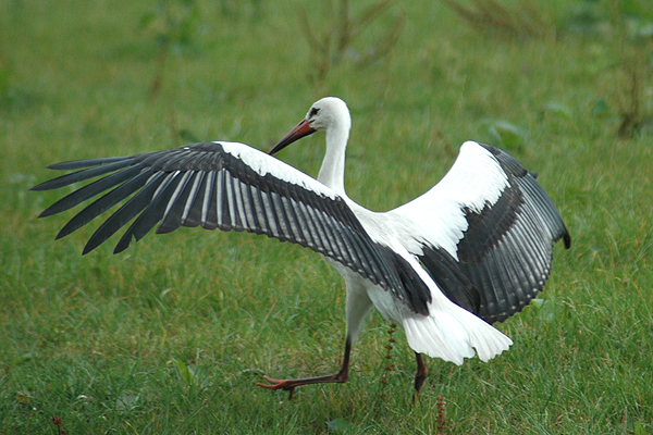 White Stork by Romano da Costa